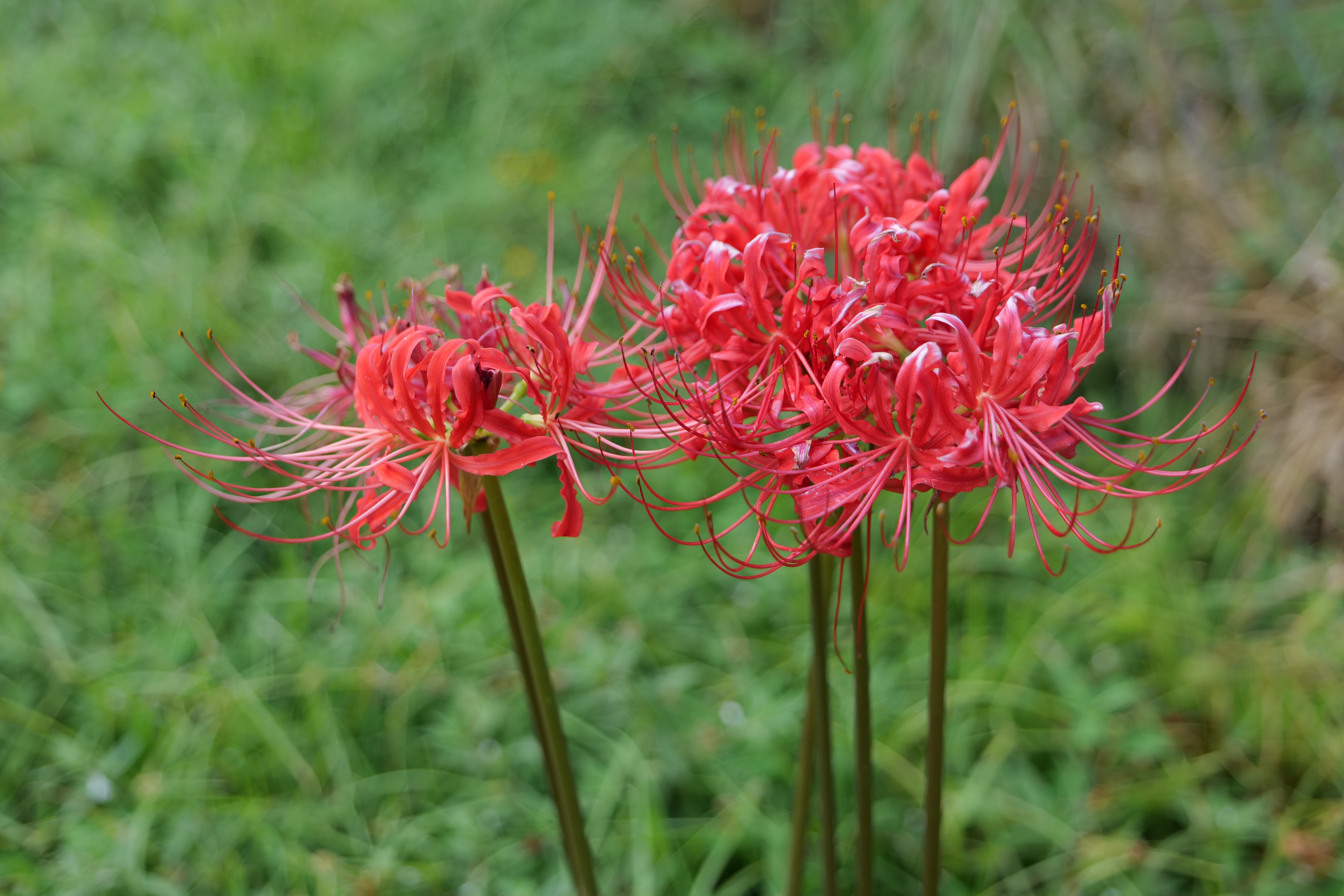 Hurricane lilies are Southern garden heirlooms
